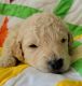 Golden Doodle Puppies for sale in Conway, AR, USA. price: NA