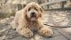 Golden Doodle Puppies for sale in Kent, WA, USA. price: NA