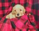 Golden Doodle Puppies for sale in Florence, OR 97439, USA. price: NA
