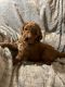 Golden Doodle Puppies for sale in Carbondale, IL, USA. price: $1,000