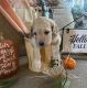 Golden Doodle Puppies for sale in Gurnee, IL, USA. price: NA