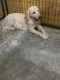 Golden Doodle Puppies for sale in Chatsworth, GA 30705, USA. price: $1,000