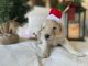 Golden Doodle Puppies for sale in Modesto, CA 95350, USA. price: NA
