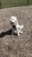 Golden Doodle Puppies for sale in Fayetteville, NC, USA. price: $1,500