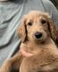 Golden Doodle Puppies for sale in Mesa, AZ, USA. price: $800