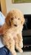 Golden Doodle Puppies for sale in Kansas City, KS, USA. price: NA