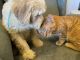 Golden Doodle Puppies for sale in Florence, MN 56170, USA. price: NA