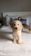 Golden Doodle Puppies for sale in Tampa, FL, USA. price: $1,000