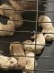 Golden Doodle Puppies for sale in Le Roy, NY 14482, USA. price: $1,200