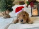 Golden Doodle Puppies for sale in Modesto, CA 95350, USA. price: $2,000