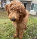 Golden Doodle Puppies for sale in New Britain, CT, USA. price: NA