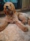Golden Doodle Puppies for sale in Massillon, OH 44646, USA. price: $1,300