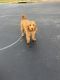 Golden Doodle Puppies for sale in Matthews, NC, USA. price: $1,000