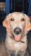 Golden Doodle Puppies for sale in Allen Park, MI 48101, USA. price: $500