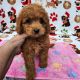 Golden Doodle Puppies for sale in Orlando, FL, USA. price: NA