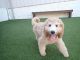 Golden Doodle Puppies for sale in Hoover, AL, USA. price: NA