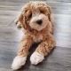 Golden Doodle Puppies for sale in Santa Monica, CA 90403, USA. price: NA