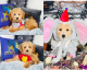 Golden Doodle Puppies for sale in Chicago, IL, USA. price: $1,510