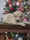 Golden Doodle Puppies for sale in Kirksville, MO 63501, USA. price: NA