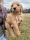 Golden Doodle Puppies for sale in Unionville, TN 37180, USA. price: $1,500
