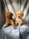 Golden Doodle Puppies for sale in Tecumseh, MI 49286, USA. price: $1,500