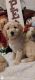 Golden Doodle Puppies for sale in South Boston, VA 24592, USA. price: $1,000