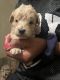 Golden Doodle Puppies for sale in Le Roy, NY 14482, USA. price: $1,000