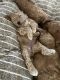 Golden Doodle Puppies for sale in Lake Geneva, WI 53147, USA. price: $1,900