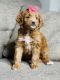 Golden Doodle Puppies for sale in Scottsdale, AZ, USA. price: $2,800