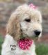 Golden Doodle Puppies for sale in Leo, TX 78947, USA. price: NA