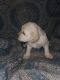 Golden Doodle Puppies for sale in Ukiah, CA 95482, USA. price: $1,350