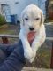 Golden Doodle Puppies for sale in Ukiah, CA 95482, USA. price: NA