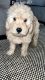 Golden Doodle Puppies for sale in Ruskin, FL, USA. price: $2,000
