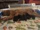 Golden Doodle Puppies for sale in Gratiot, OH, USA. price: NA