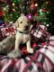 Golden Doodle Puppies for sale in Ottumwa, IA 52501, USA. price: NA