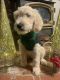Golden Doodle Puppies for sale in Tehachapi, CA 93561, USA. price: $1,000
