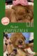 Golden Doodle Puppies for sale in Van Buren, AR 72956, USA. price: NA