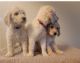 Golden Doodle Puppies for sale in Franklin, WI 53132, USA. price: NA