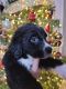 Golden Doodle Puppies for sale in Lochbuie, CO 80603, USA. price: NA