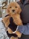 Golden Doodle Puppies for sale in Becker, MN, USA. price: NA