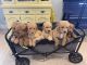 Golden Doodle Puppies for sale in Jacksonville, NC, USA. price: $1,400