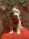 Golden Doodle Puppies for sale in Nashville, TN 37207, USA. price: $1,800