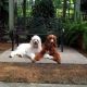 Golden Doodle Puppies for sale in Clearwater, FL, USA. price: $1,500