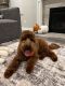 Golden Doodle Puppies for sale in Pickerington, OH, USA. price: $1,000