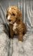 Golden Doodle Puppies for sale in Carbondale, IL, USA. price: $1,500