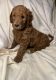 Golden Doodle Puppies for sale in Carbondale, IL, USA. price: $1,200