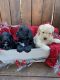 Golden Doodle Puppies for sale in Ephrata, PA 17522, USA. price: NA