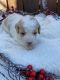 Golden Doodle Puppies for sale in Ephrata, PA 17522, USA. price: NA