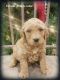 Golden Doodle Puppies for sale in Shawnee, OK, USA. price: $1,200