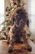 Golden Doodle Puppies for sale in Attalla, AL, USA. price: $1,250